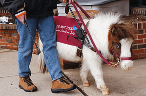 A miniature horse walks next to a person, pictured from the waist down, with a specialized harness for service animals.