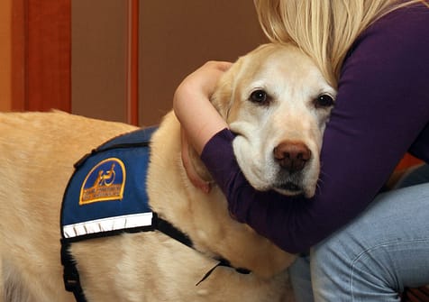 Image description: A courthouse dog is being embraced by a person. We can only see the persons arm. The dog is a golden retriever and wears a harness with a courthouse emblem on the side.